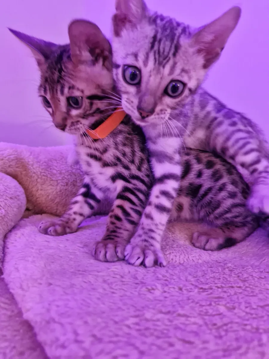 Beautiful bengal kittens - Image 1
