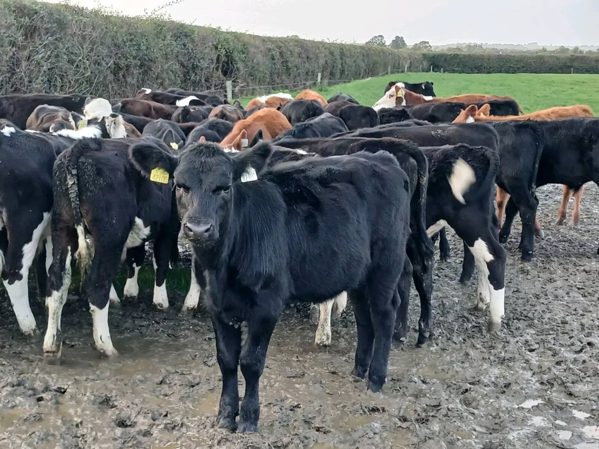 42 ANGUS AND HEREFORD WEANLING - Image 1