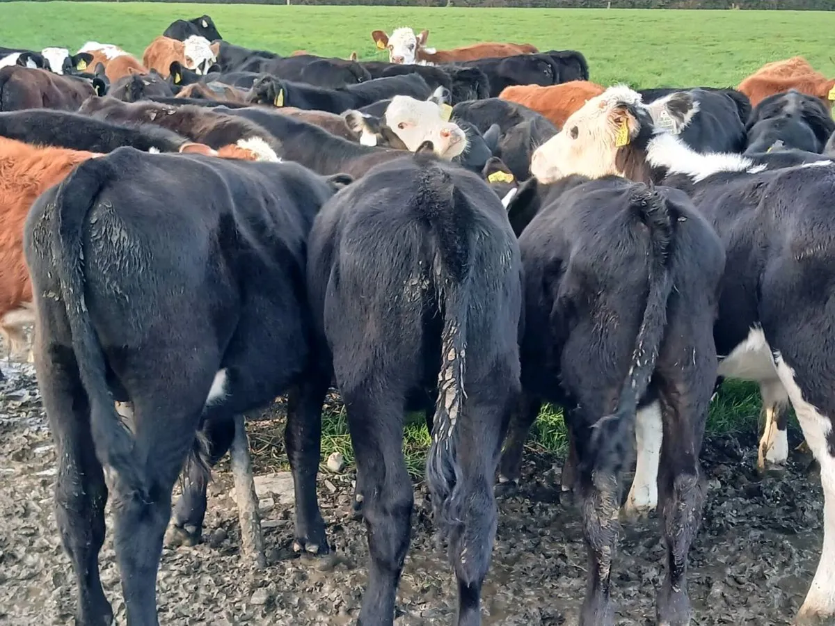 42 ANGUS AND HEREFORD WEANLING - Image 2