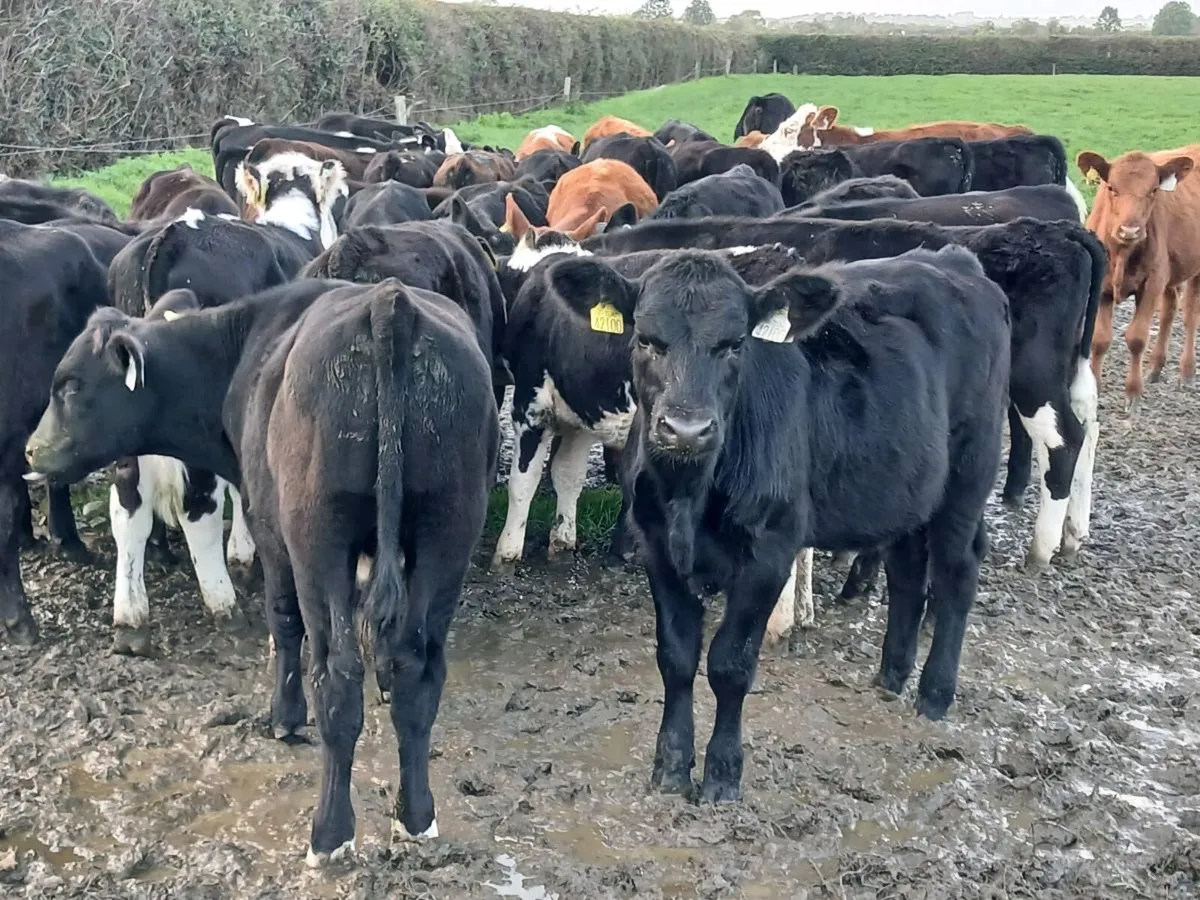 42 ANGUS AND HEREFORD WEANLING - Image 3