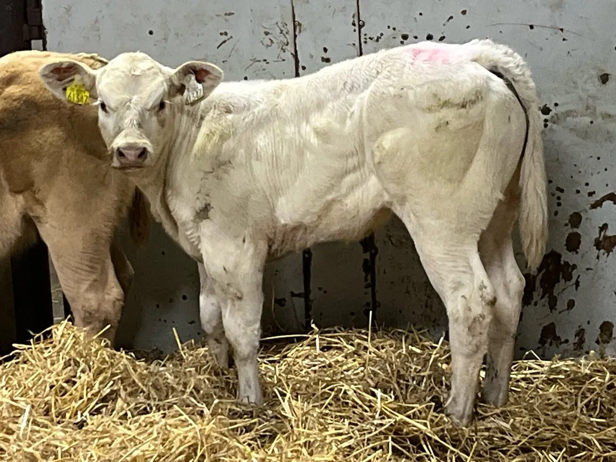 🔥🔥 Serious E & U+ Show Calves 🔥🔥 - Image 2