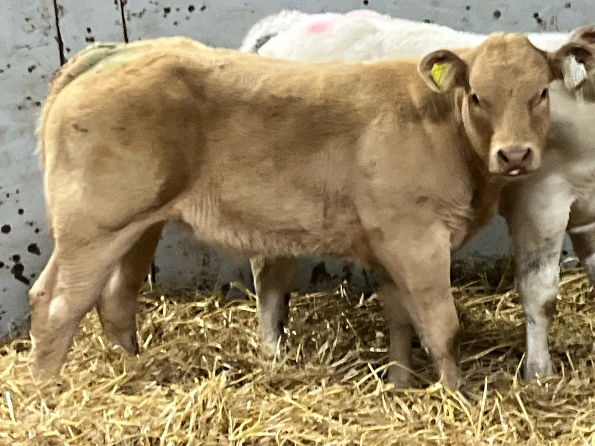 🔥🔥 Serious E & U+ Show Calves 🔥🔥 - Image 3