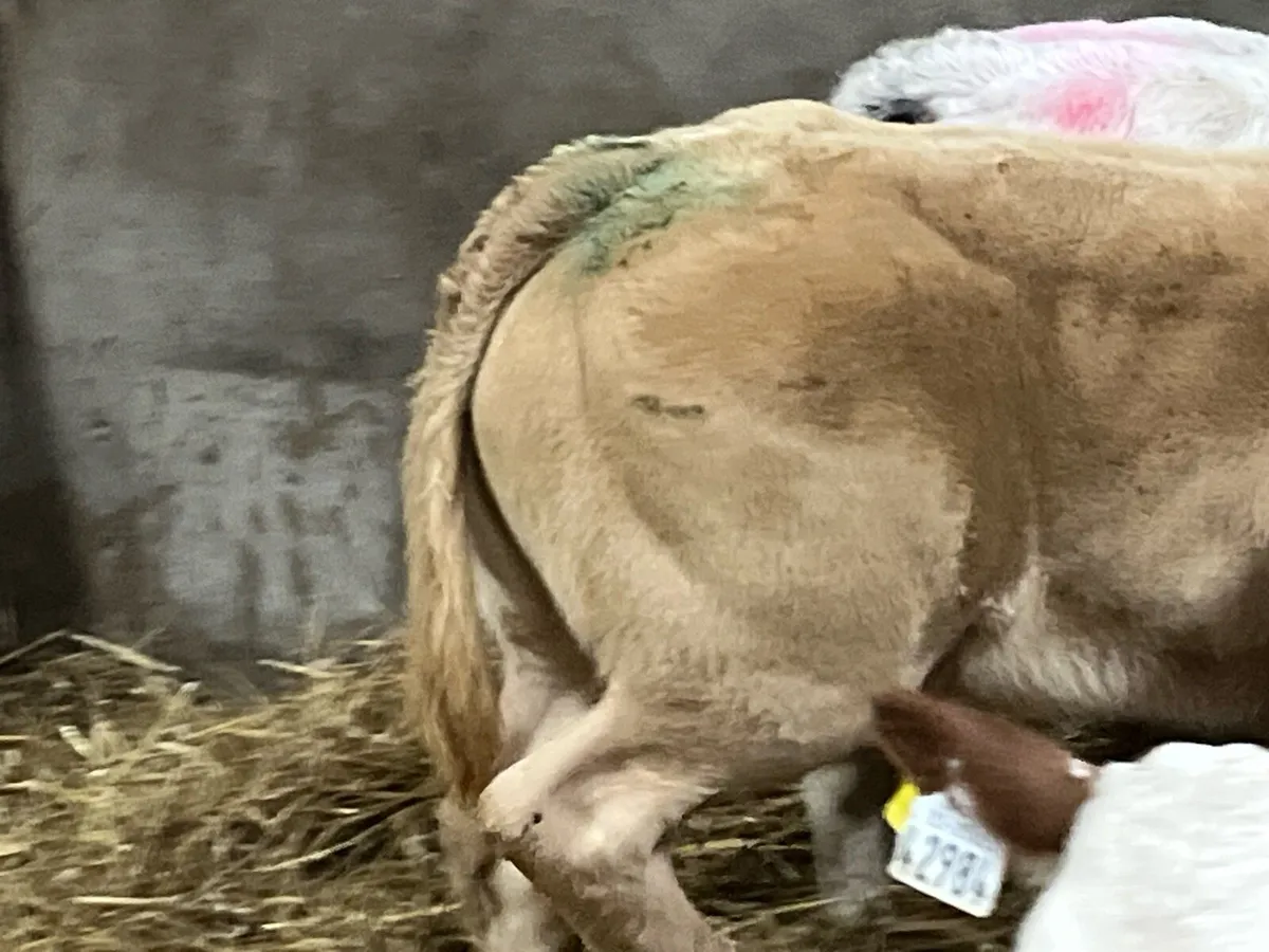 🔥🔥 Serious E & U+ Show Calves 🔥🔥 - Image 4