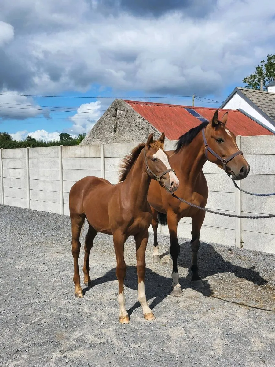 Carrera colt foal - Image 1