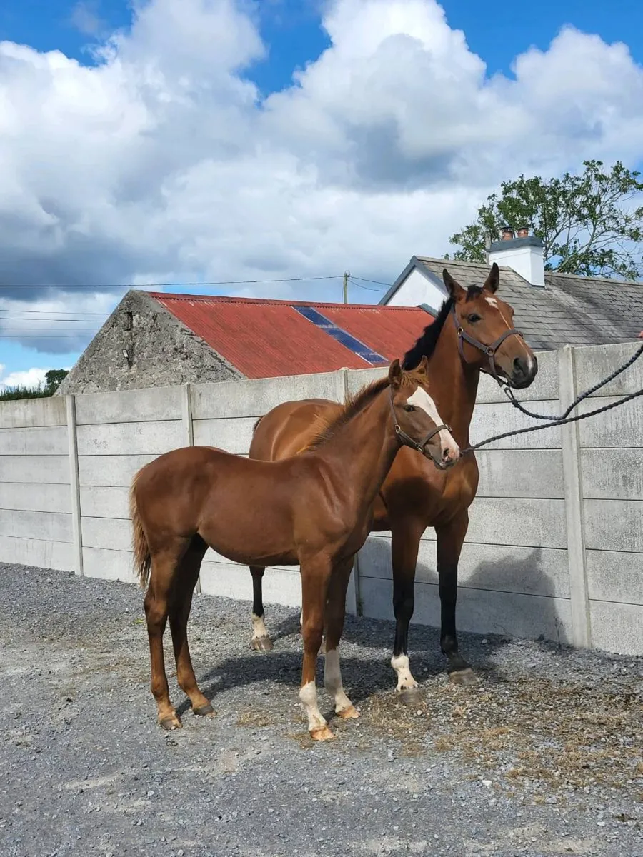Carrera colt foal - Image 2