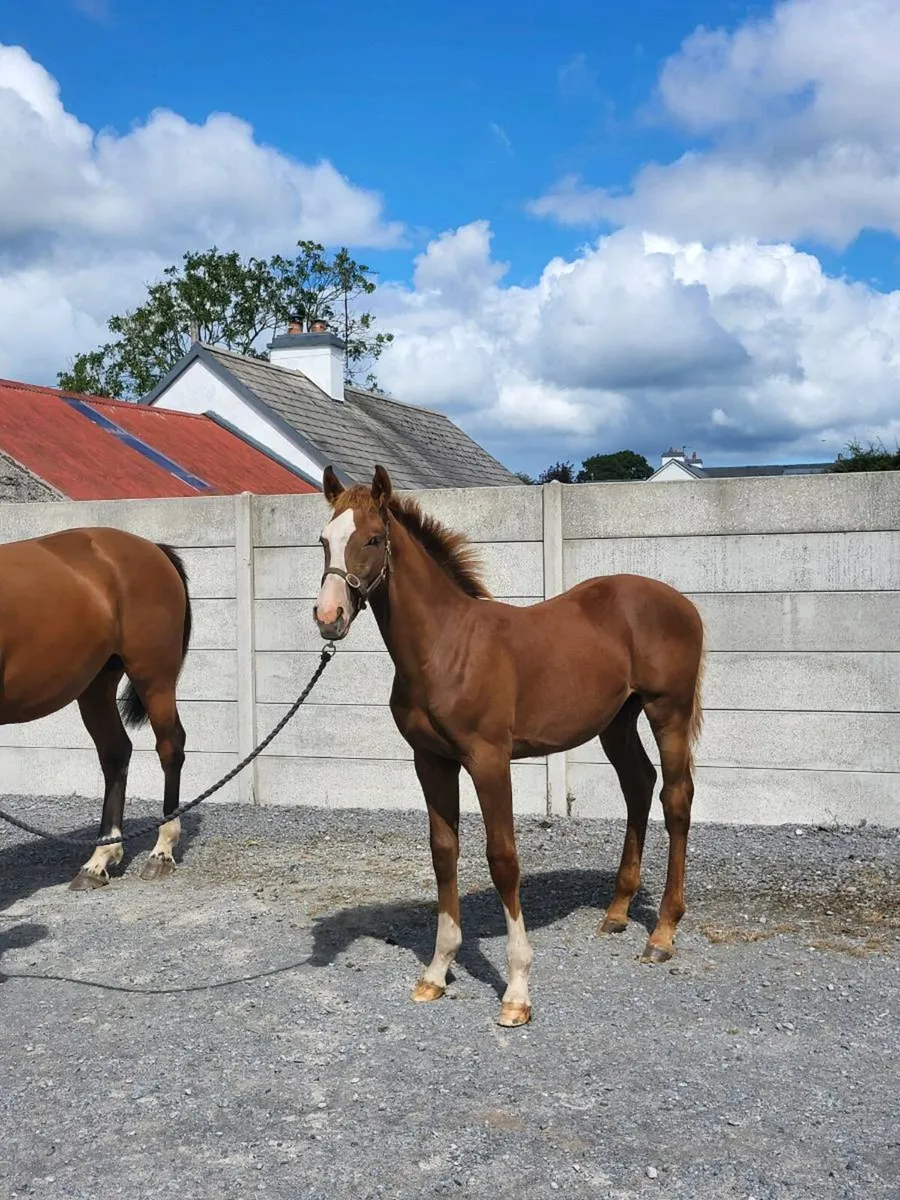 Carrera colt foal - Image 3