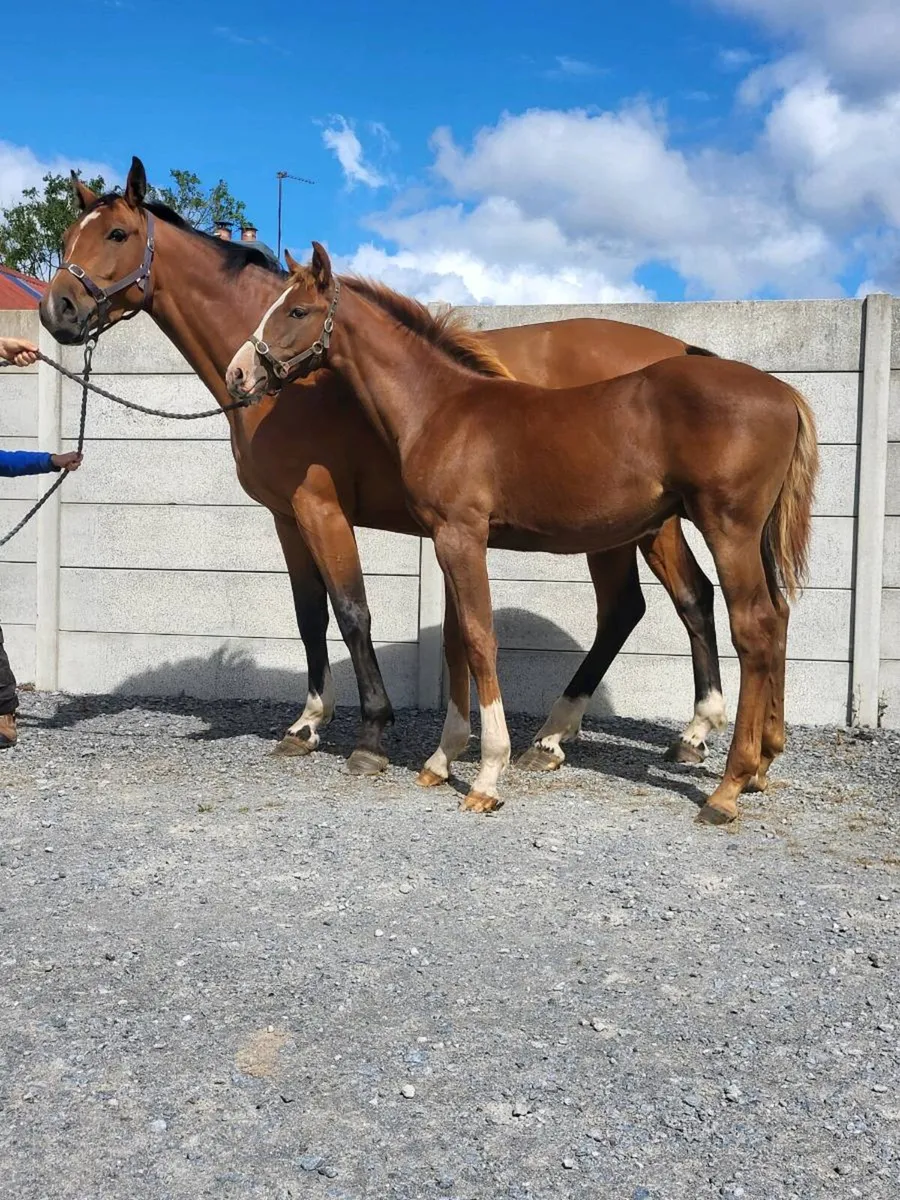 Carrera colt foal - Image 4