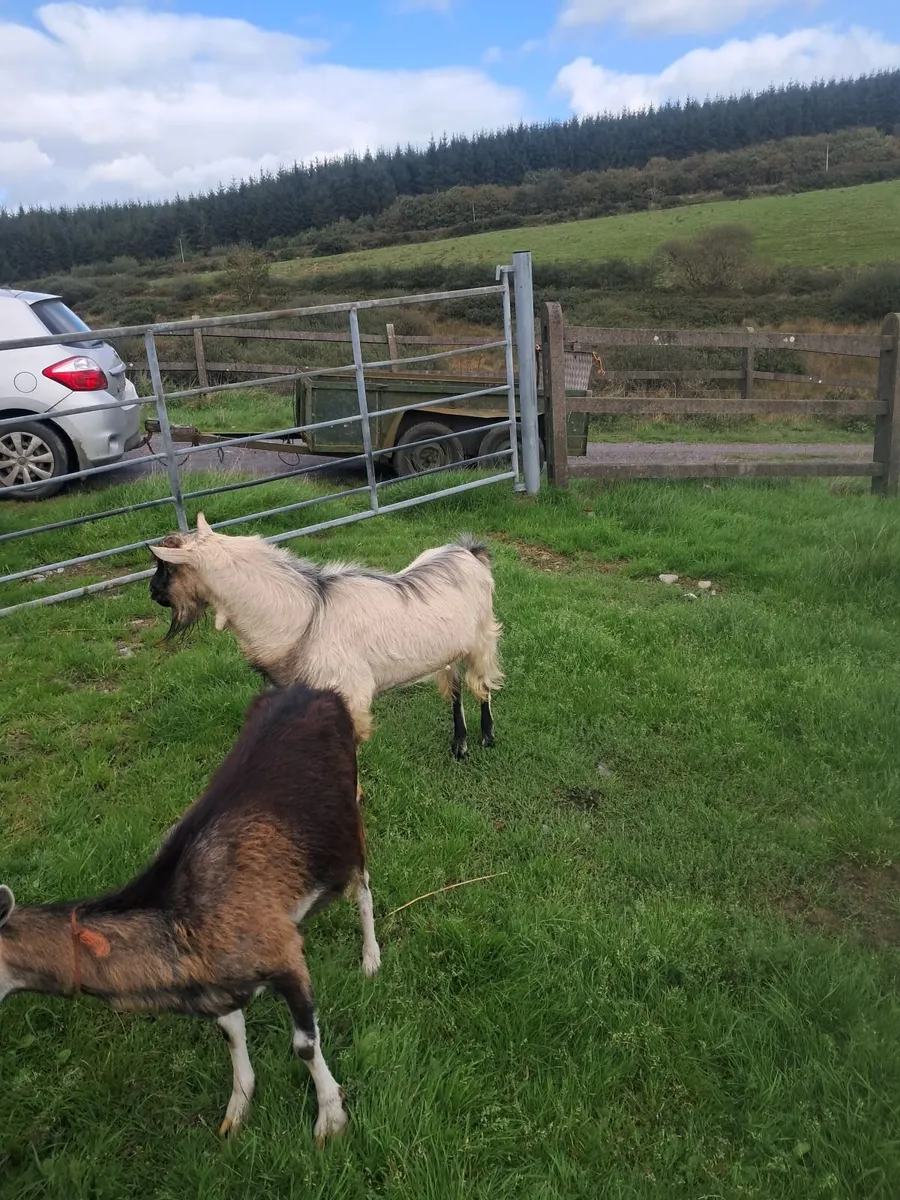 Goats - Image 3