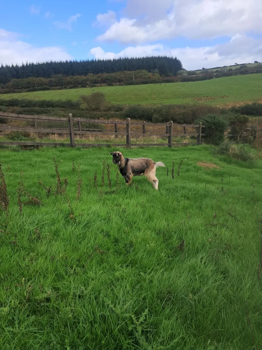 Goats - Image 4