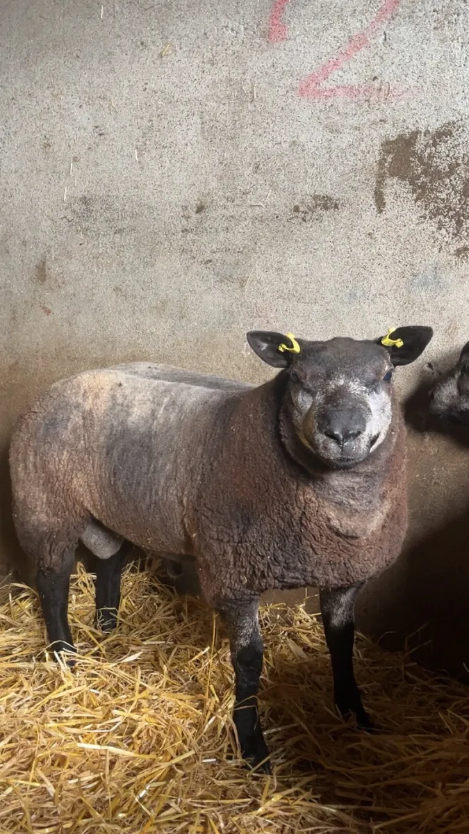 Pedigree Blue Texel Ram Lambs for sale - Image 1