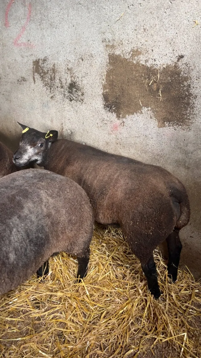 Pedigree Blue Texel Ram Lambs for sale - Image 2