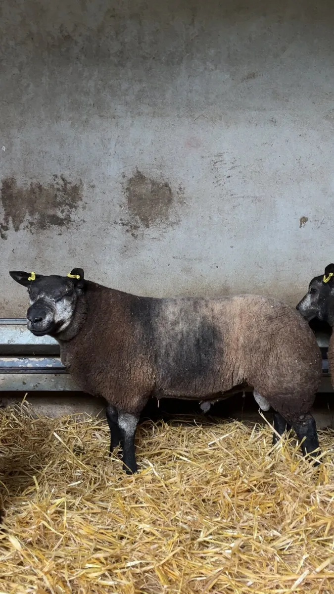 Pedigree Blue Texel Ram Lambs for sale - Image 3