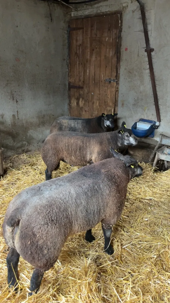 Pedigree Blue Texel Ram Lambs for sale - Image 4