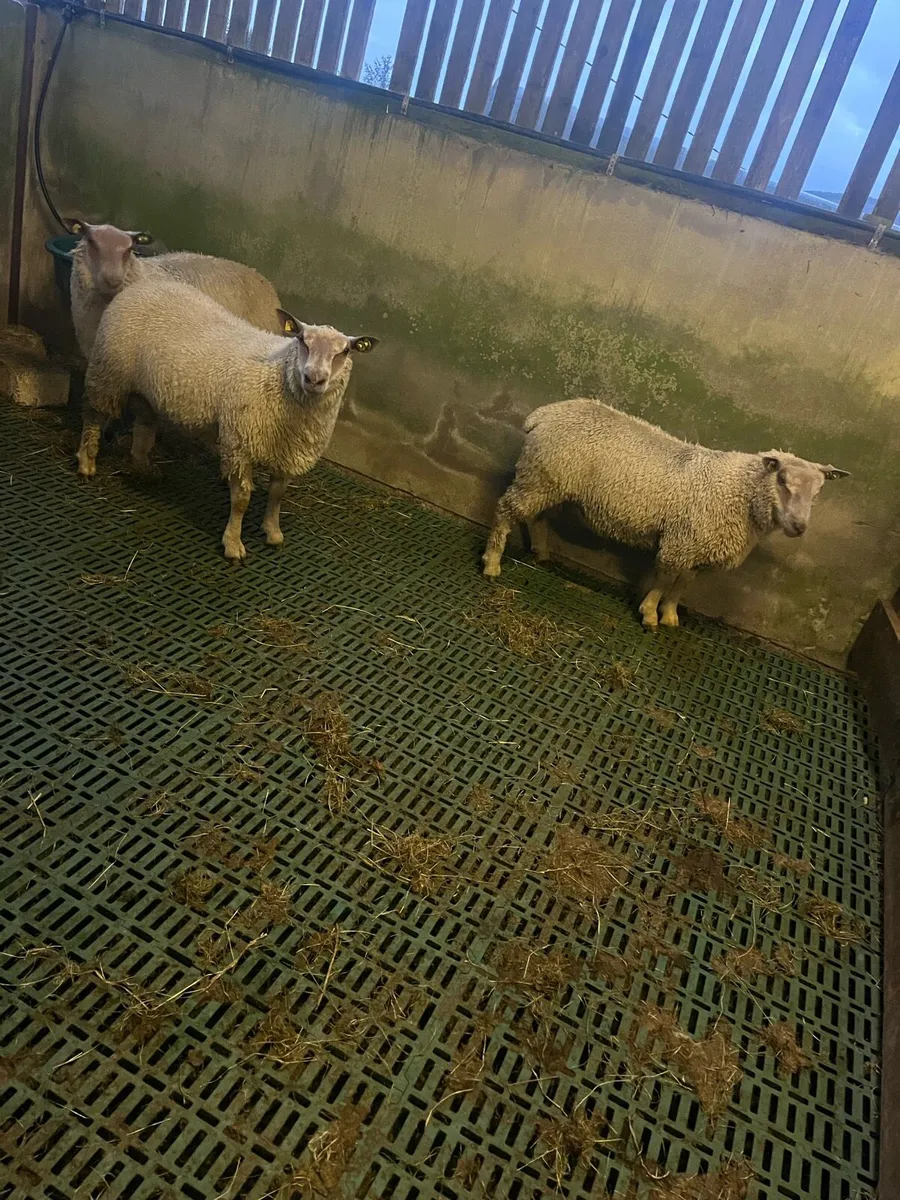 SIS Charollais ram lambs - Image 1