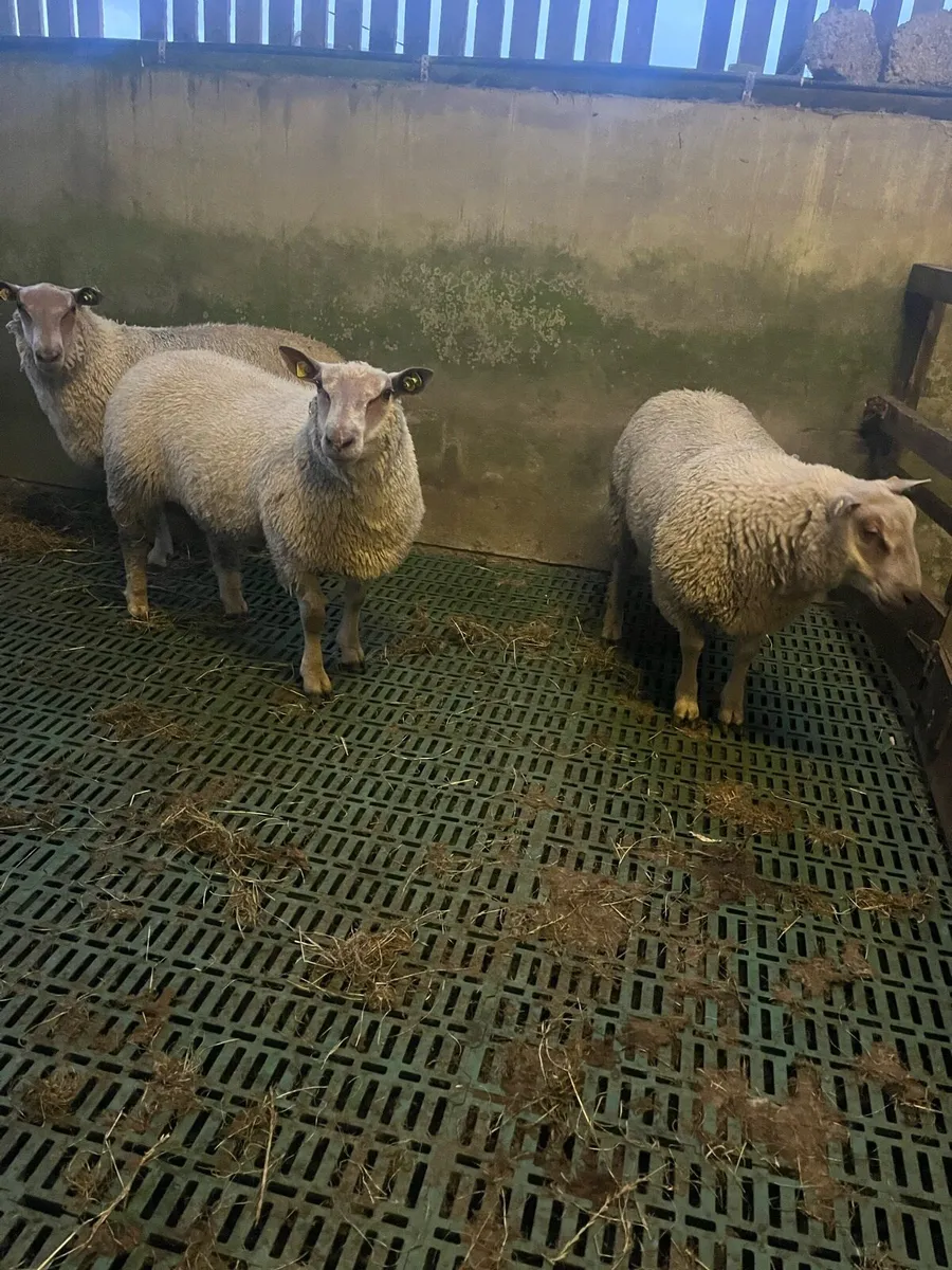 SIS Charollais ram lambs - Image 2