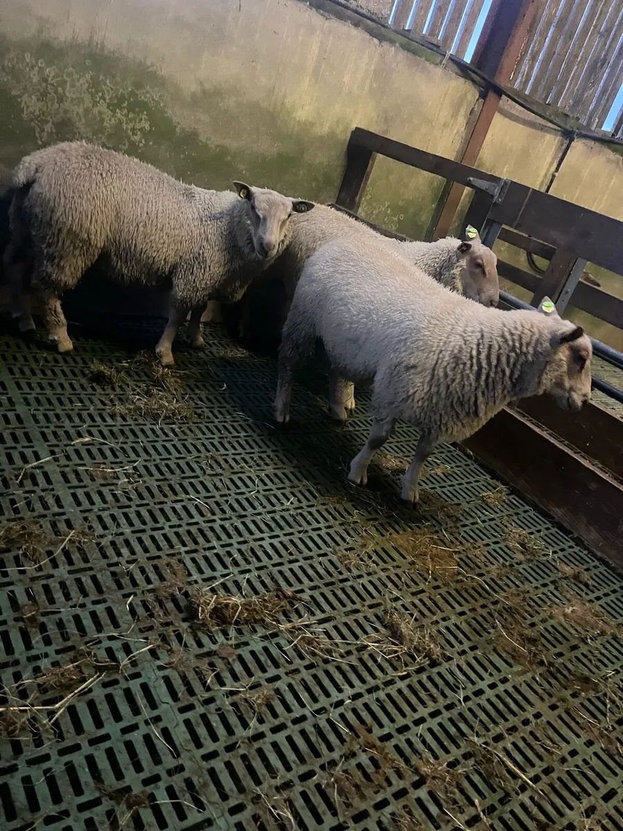 SIS Charollais ram lambs - Image 3