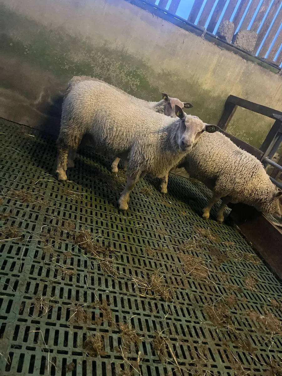 SIS Charollais ram lambs - Image 4