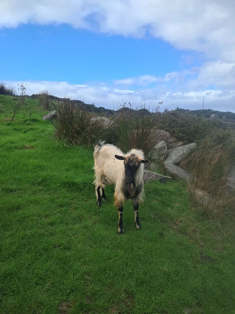 Goats - Image 1