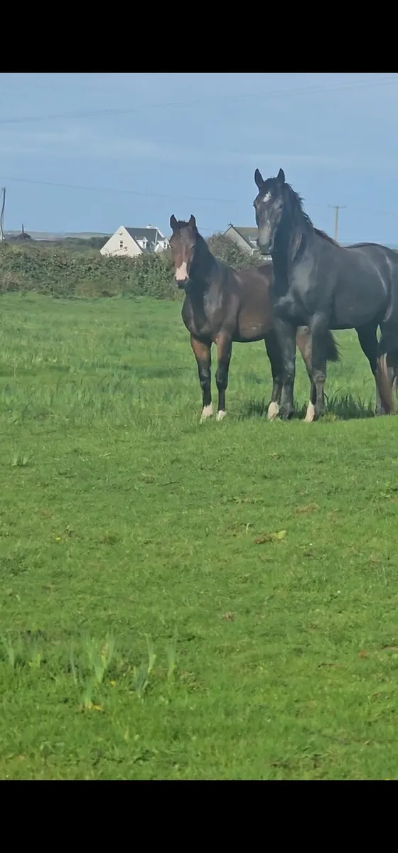 HSF Cornet Nabab x Shannondale Sarco yearling colt - Image 2