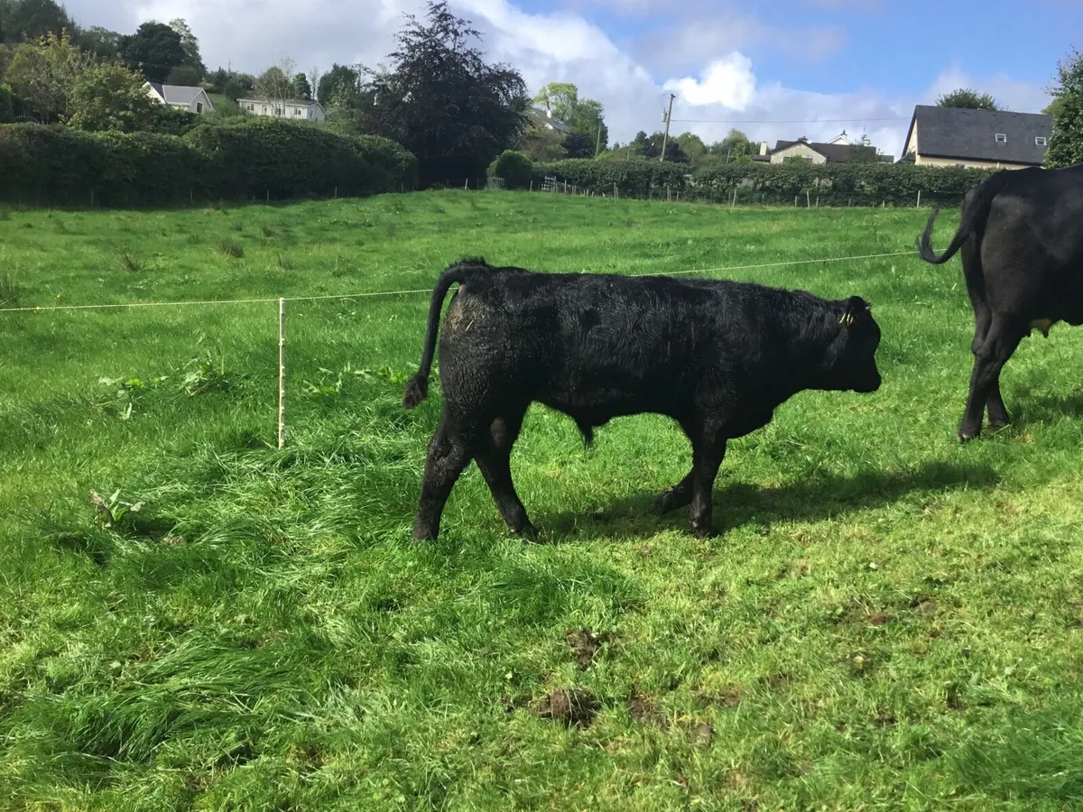 Cows and calves - Image 2