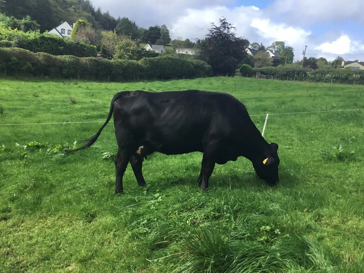 Cows and calves - Image 3