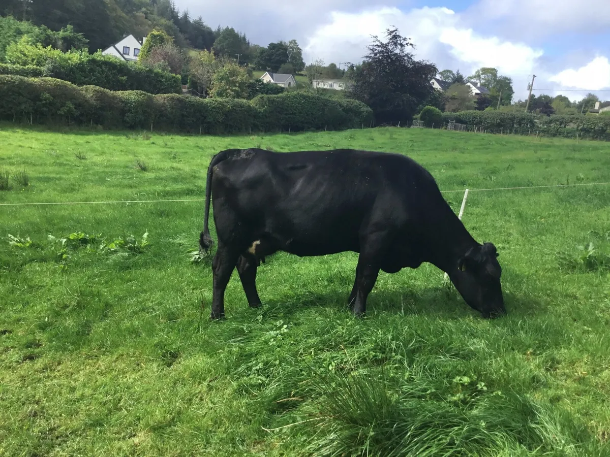 Cows and calves - Image 4