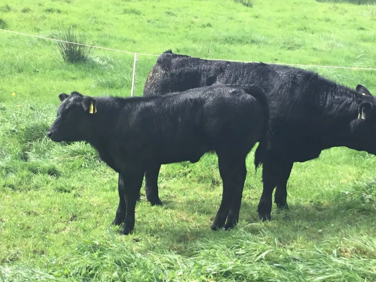 Cows and calves - Image 1