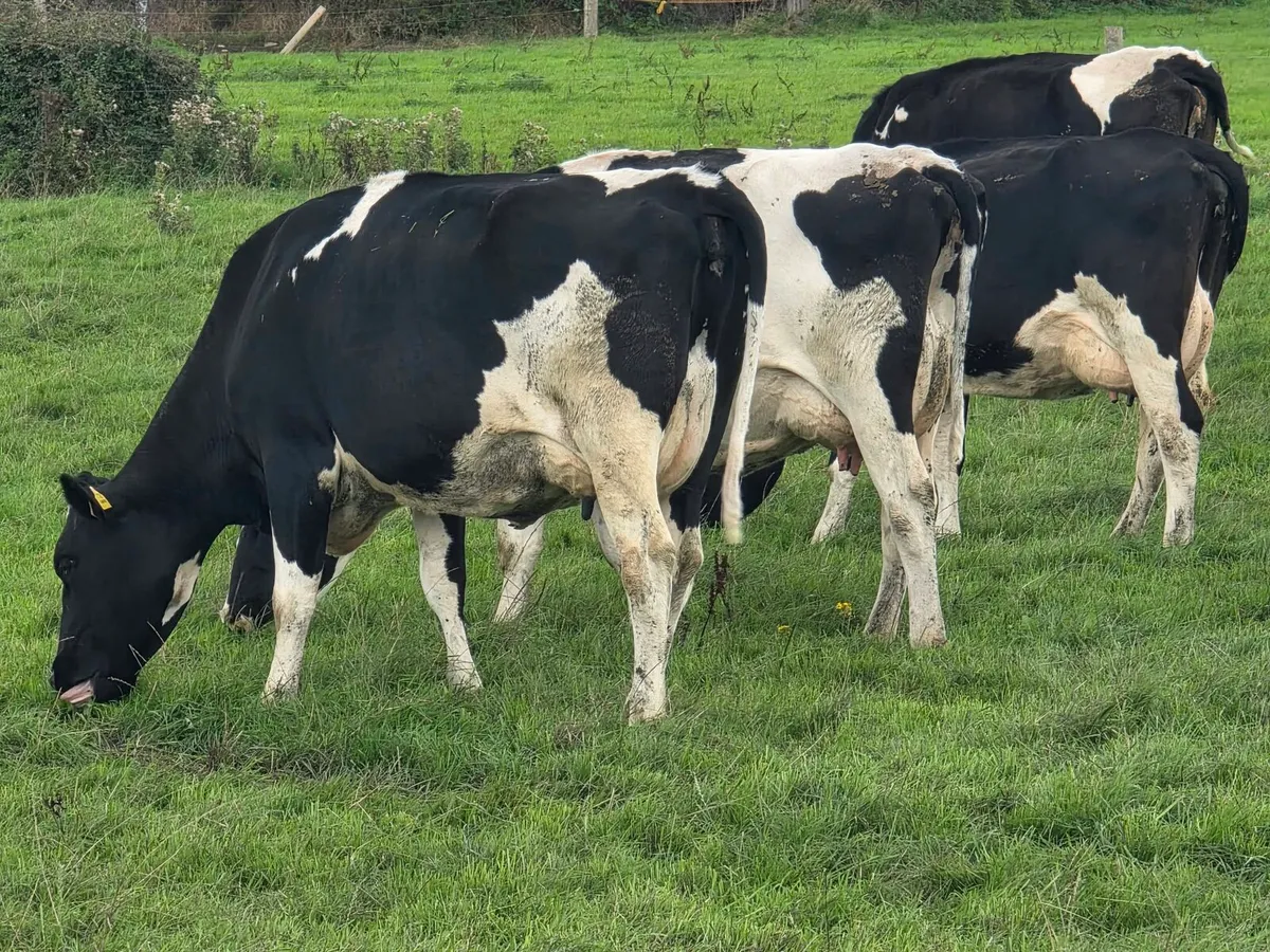 Cork Marts Corrin Dairy Clearance - Image 1