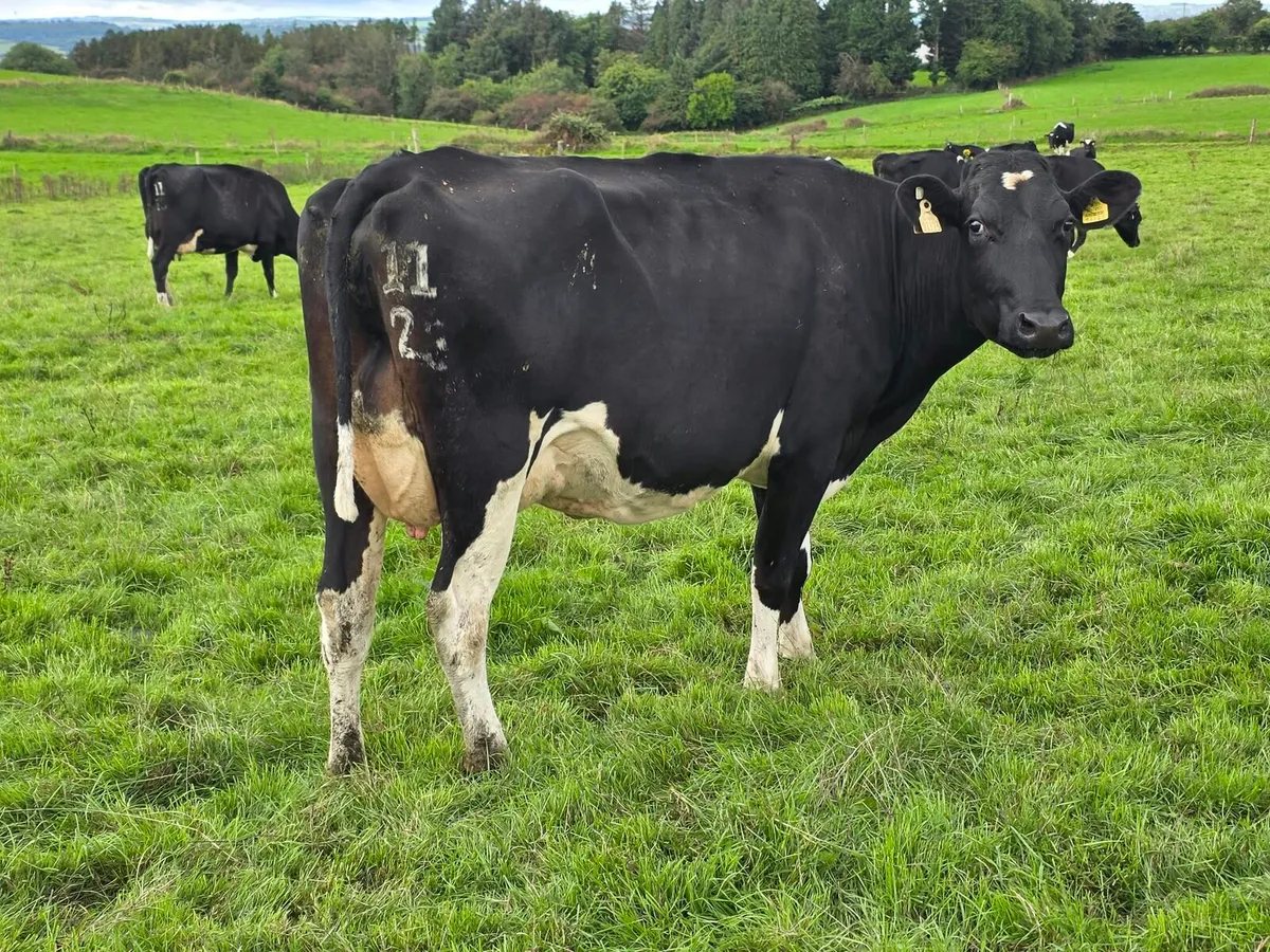 Cork Marts Corrin Dairy Clearance - Image 2