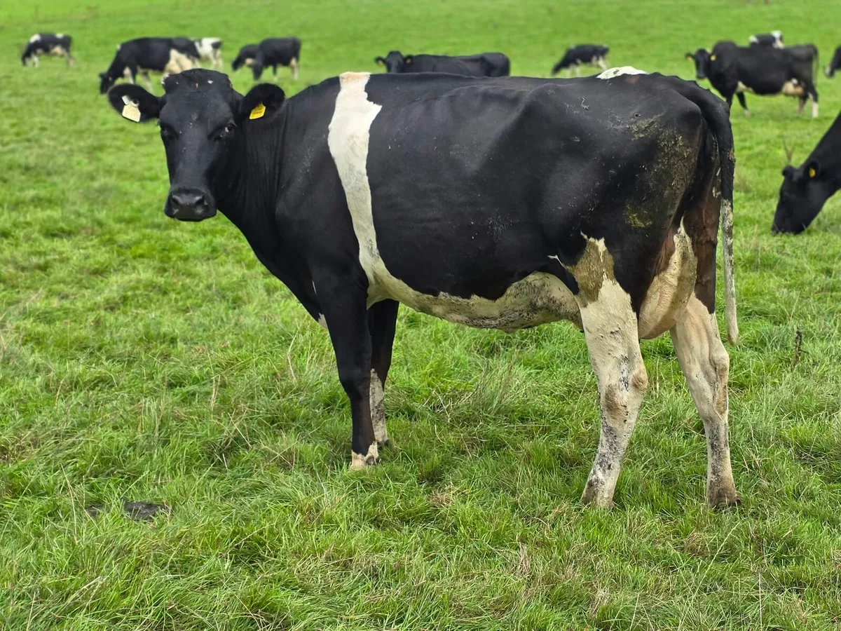 Cork Marts Corrin Dairy Clearance - Image 3