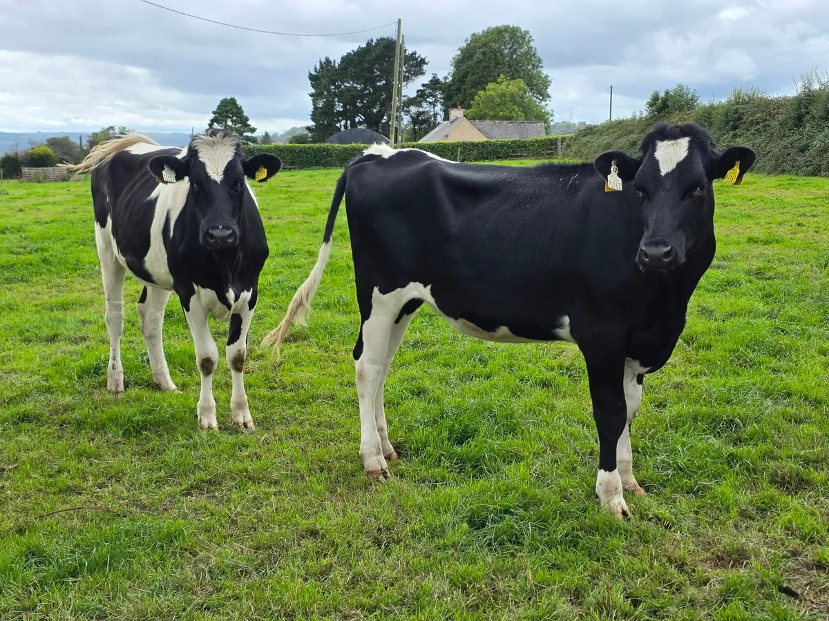 Cork Marts Corrin Dairy Clearance - Image 4