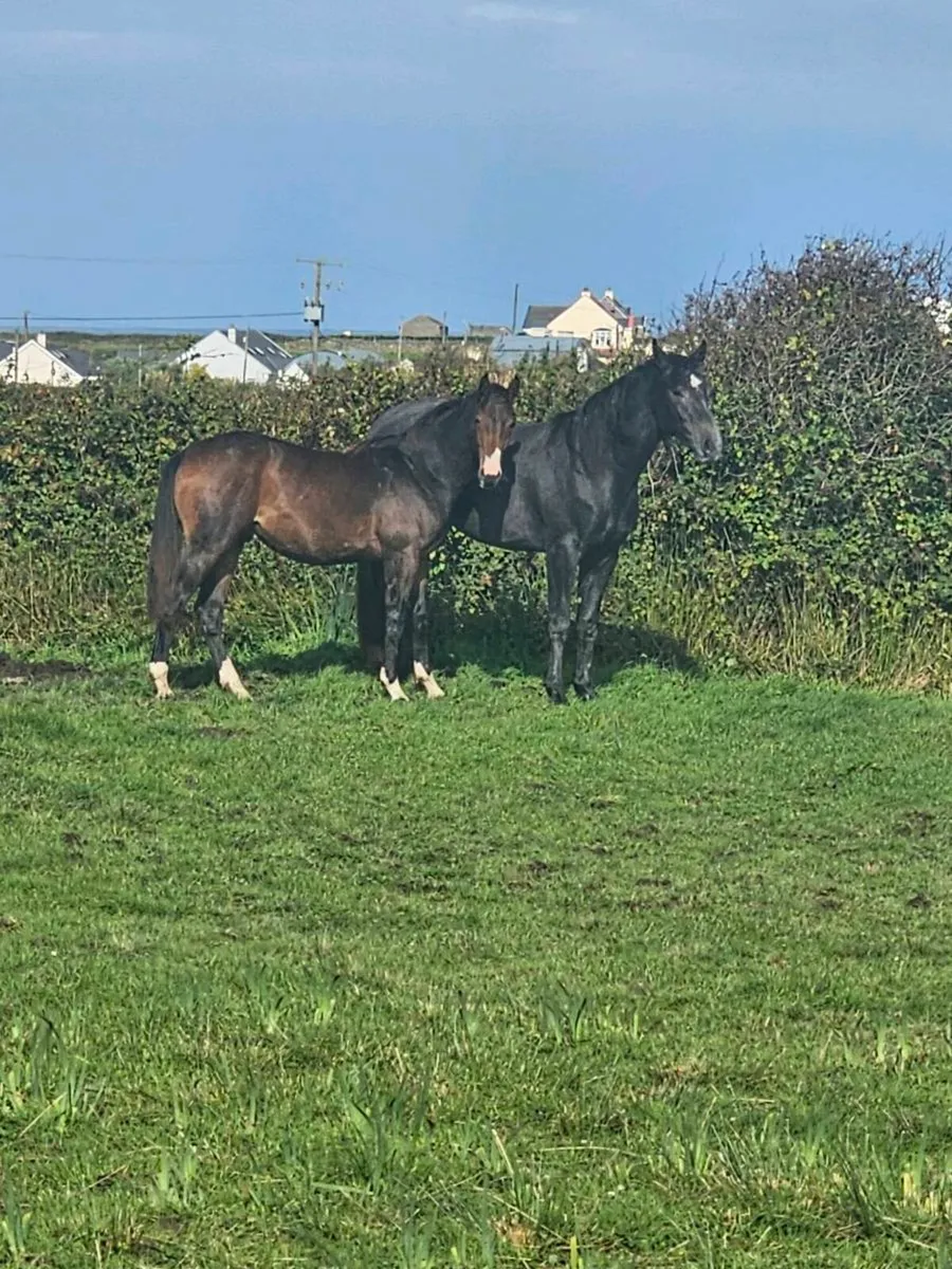 HSF Cornet Nabab x Shannondale Sarco yearling colt - Image 1