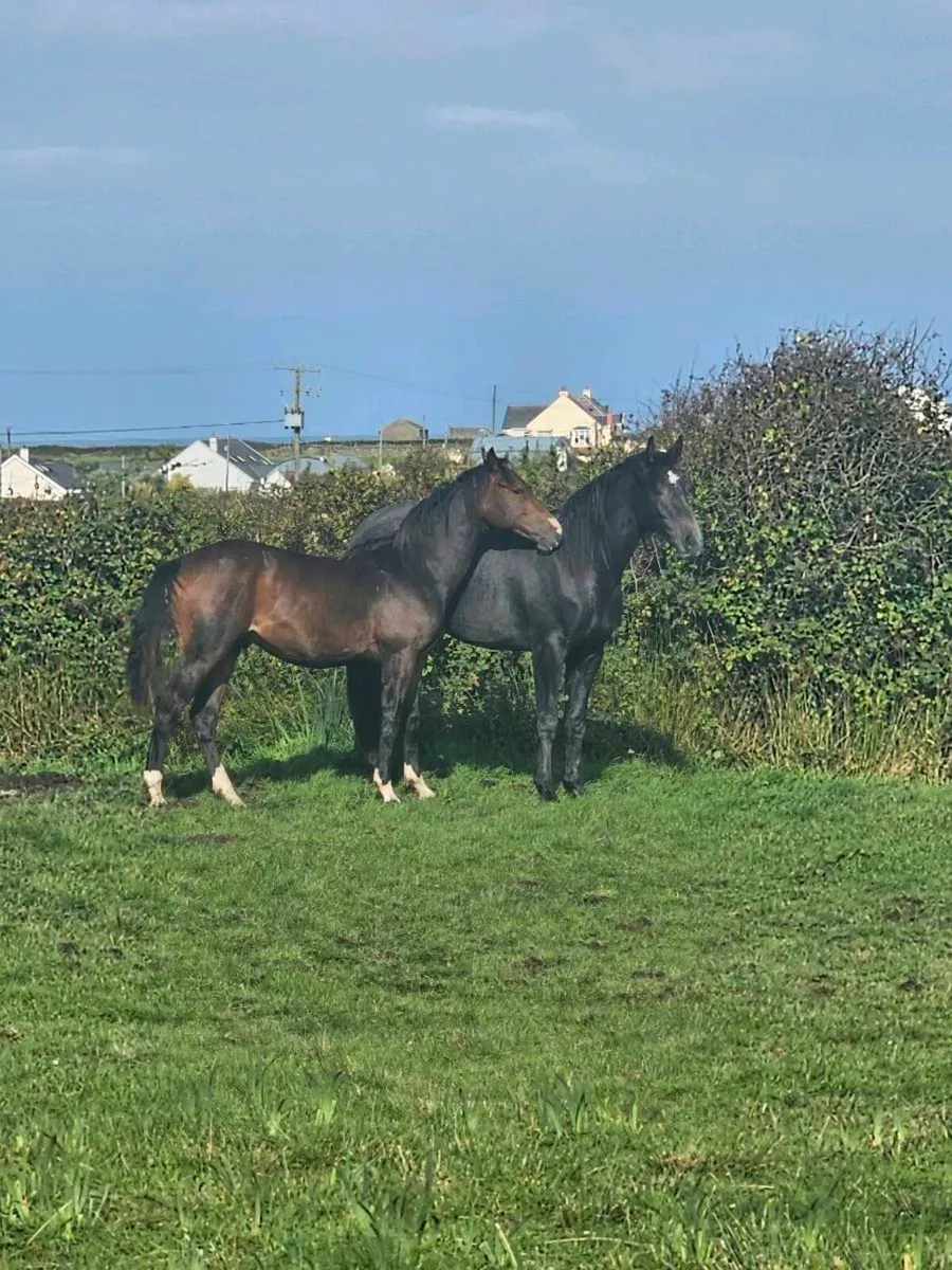 HSF Cornet Nabab x Shannondale Sarco yearling colt - Image 3