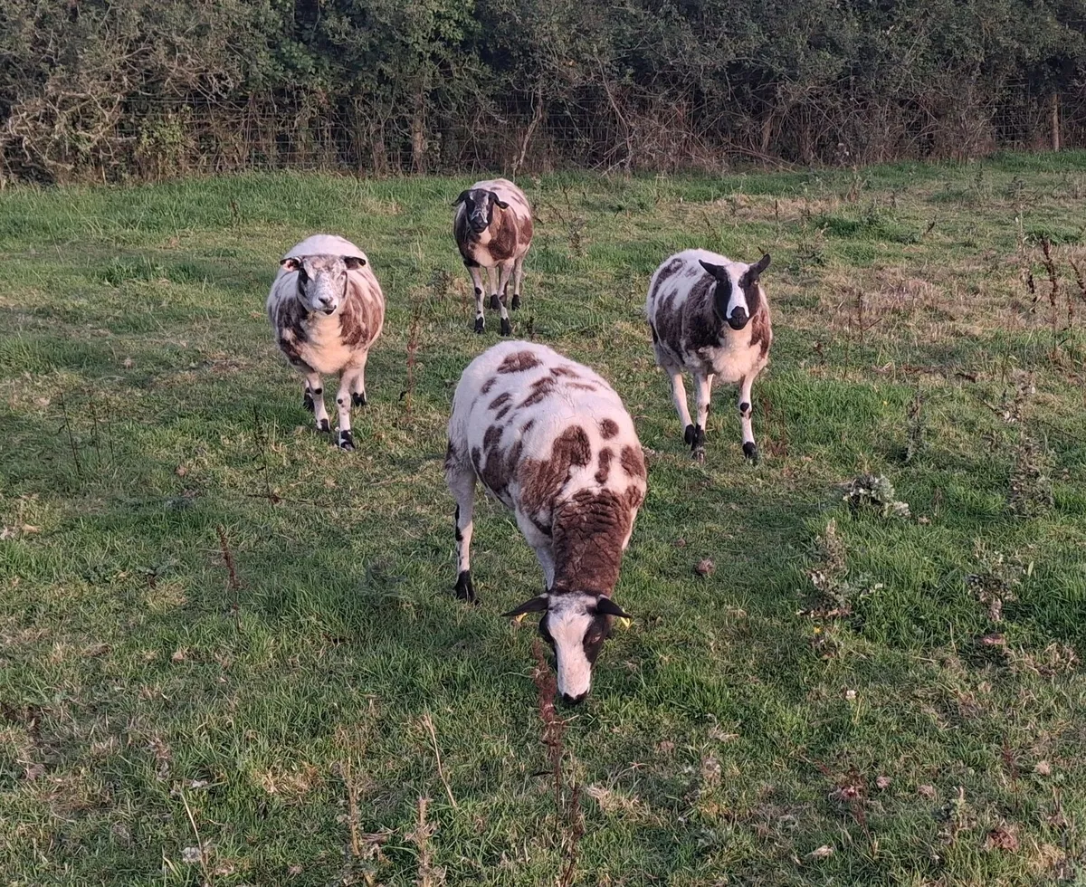 Spotted dutch hoggets - Image 2