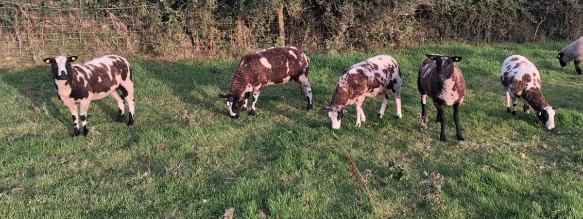 Spotted dutch hoggets - Image 3