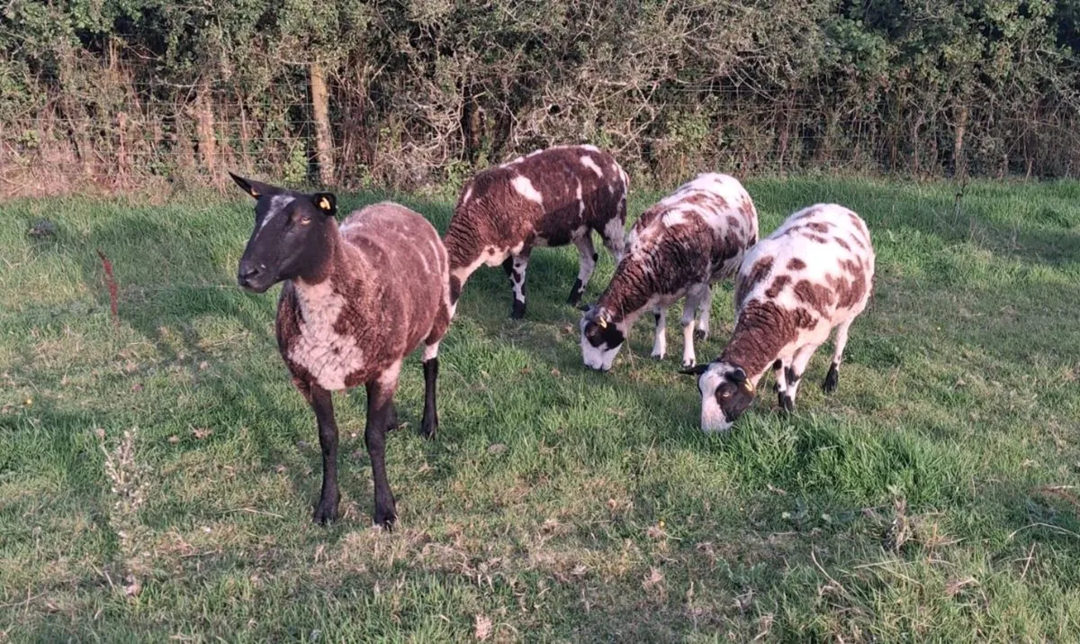 Spotted dutch hoggets - Image 4