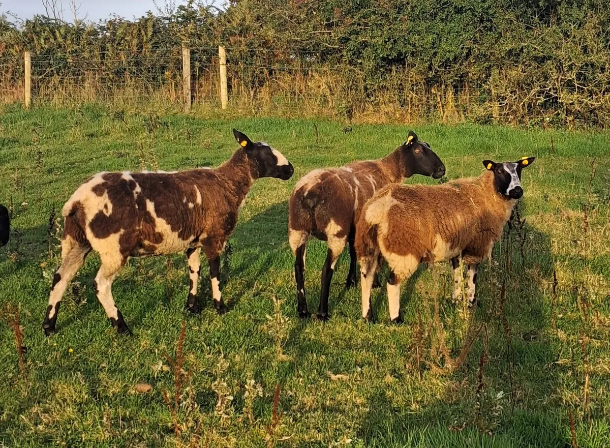 Spotted dutch hoggets - Image 1