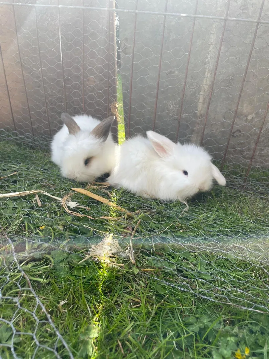 12 week old bunnies