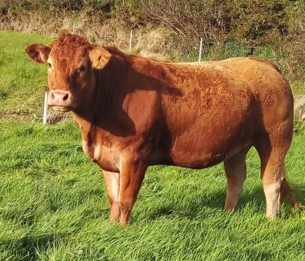 Limousin In Calf Heifers For Sale - Image 1