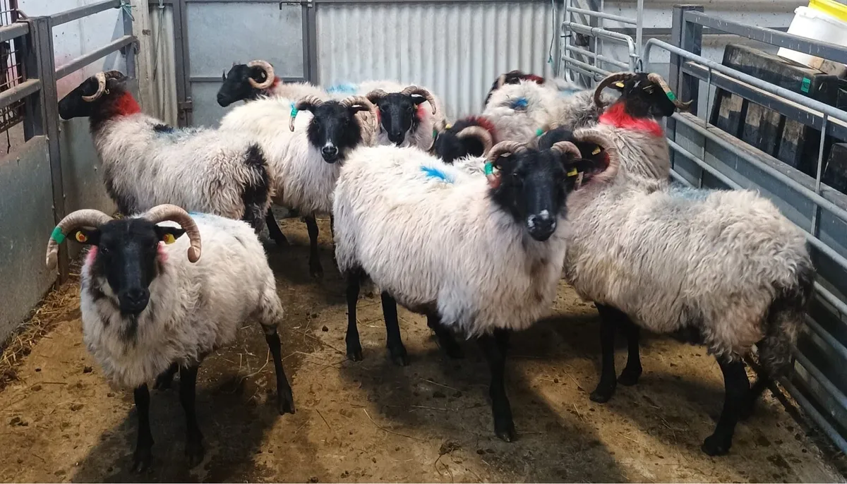 Organic Connemara/Mayo Blackface Ewes - Image 2