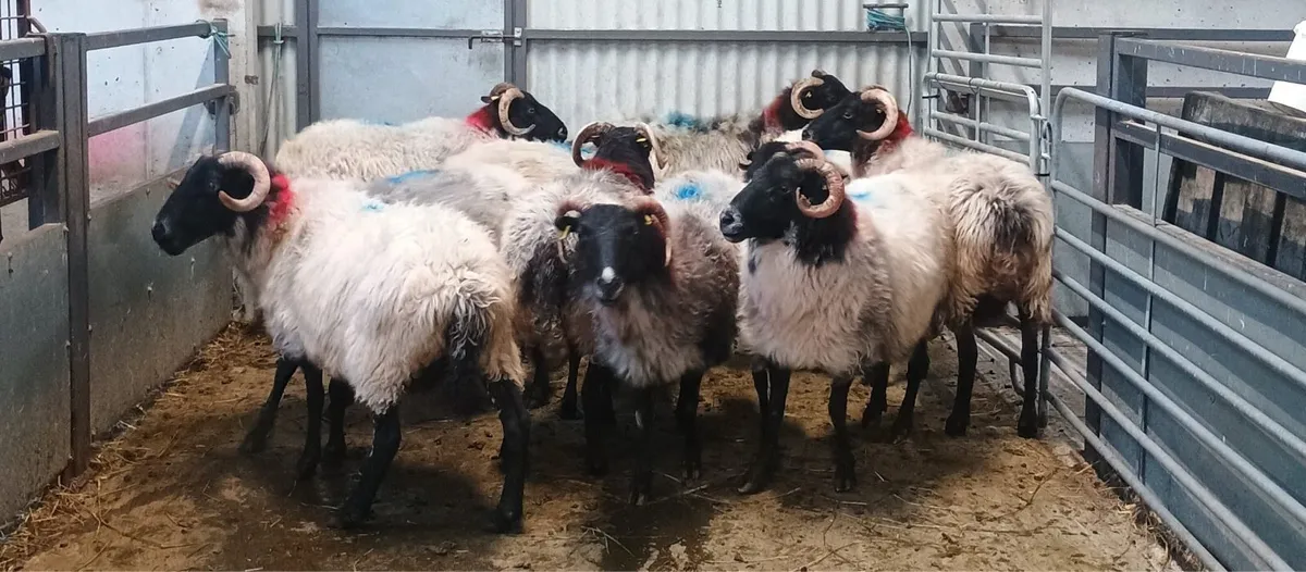 Organic Connemara/Mayo Blackface Ewes - Image 3
