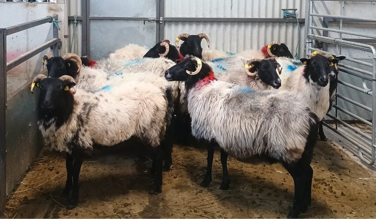 Organic Connemara/Mayo Blackface Ewes - Image 1