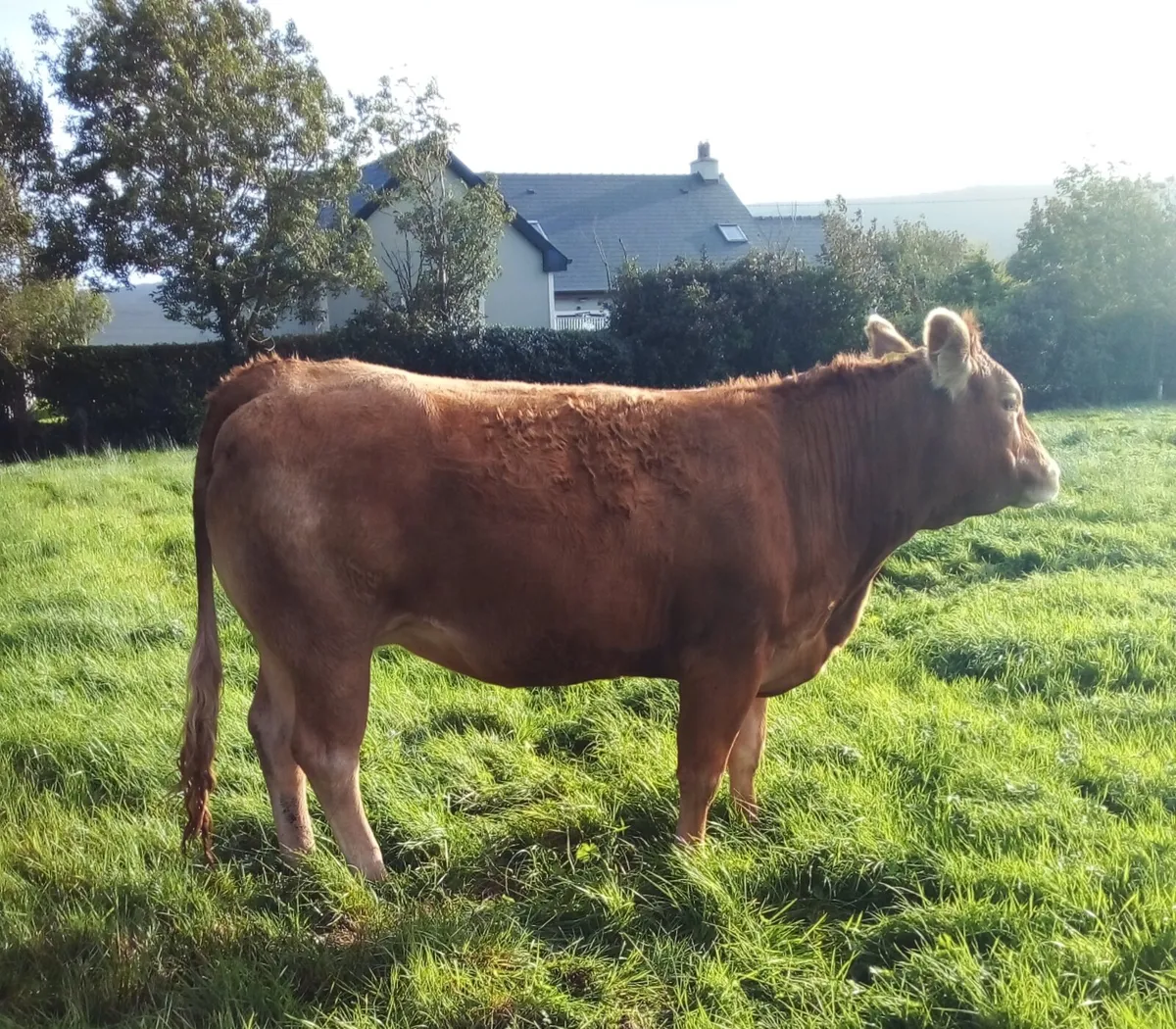 Limousin In Calf Heifers For Sale - Image 3