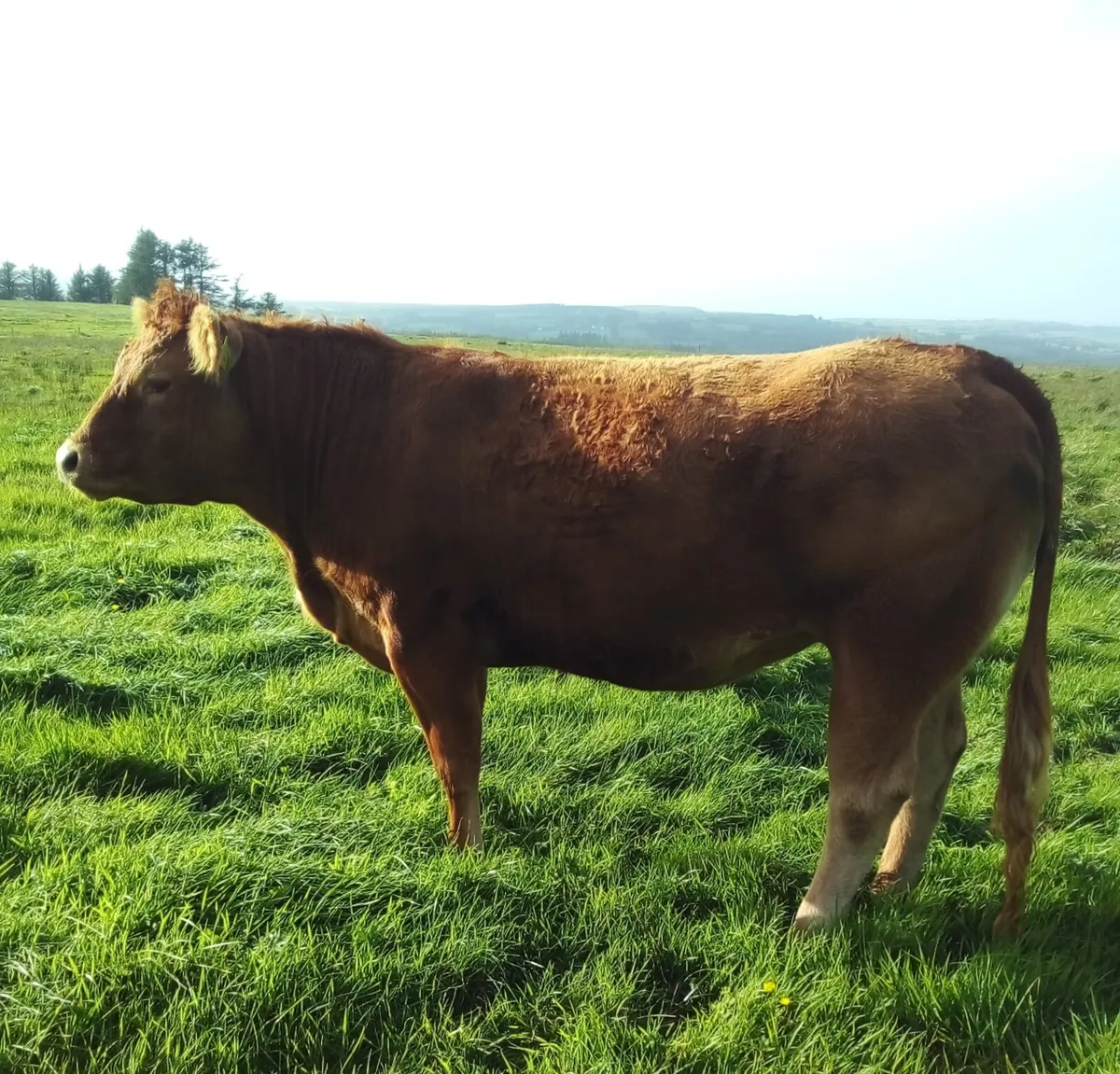 Limousin In Calf Heifers For Sale - Image 2