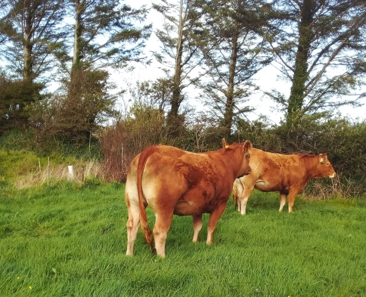 Limousin In Calf Heifers For Sale - Image 4