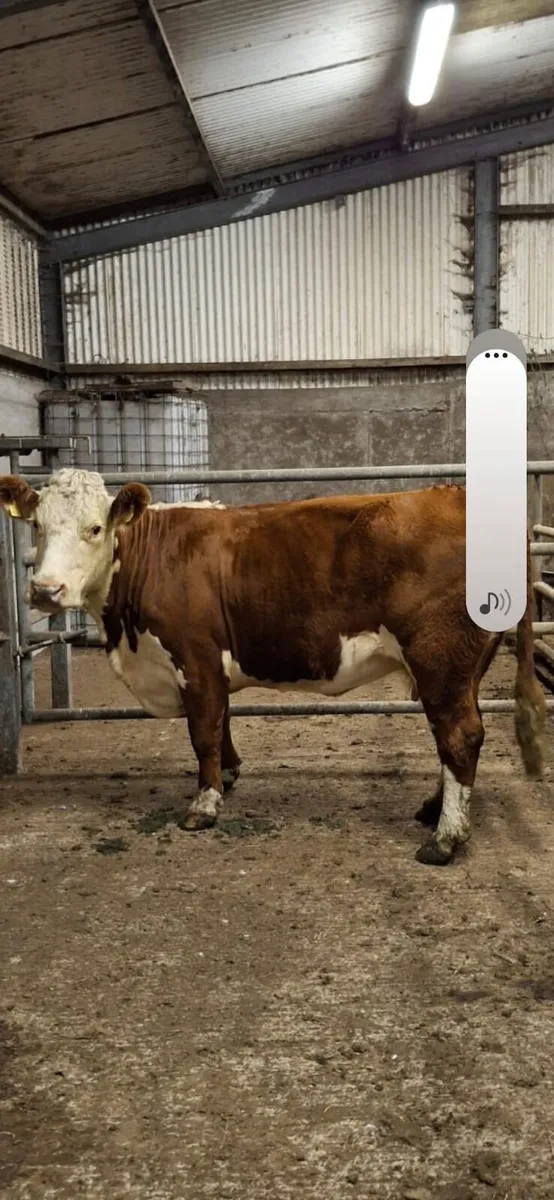 Purebred hereford cow - Image 4