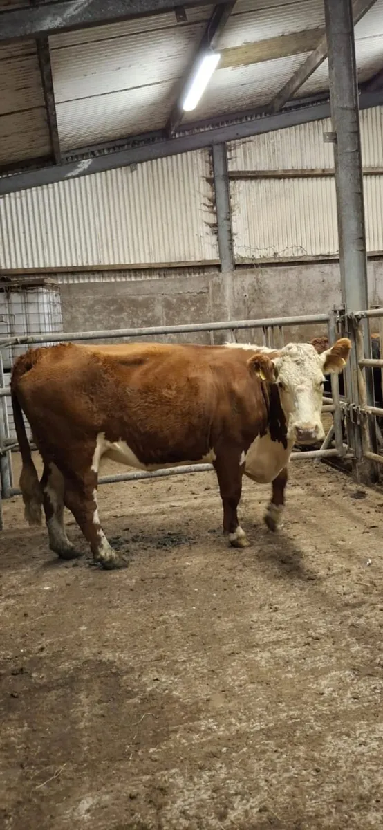 Purebred hereford cow - Image 2