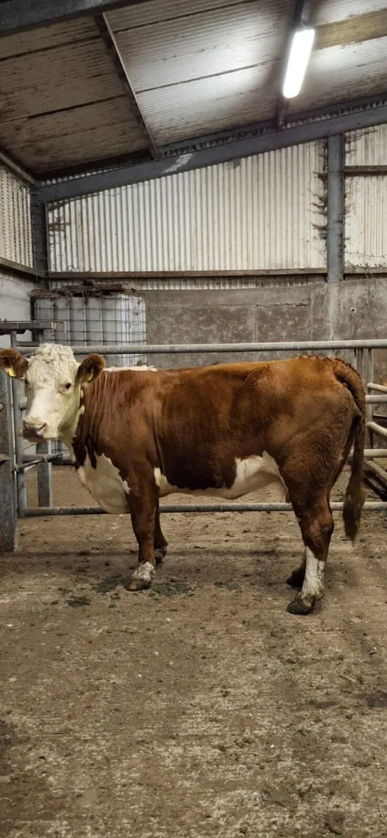 Purebred hereford cow - Image 1