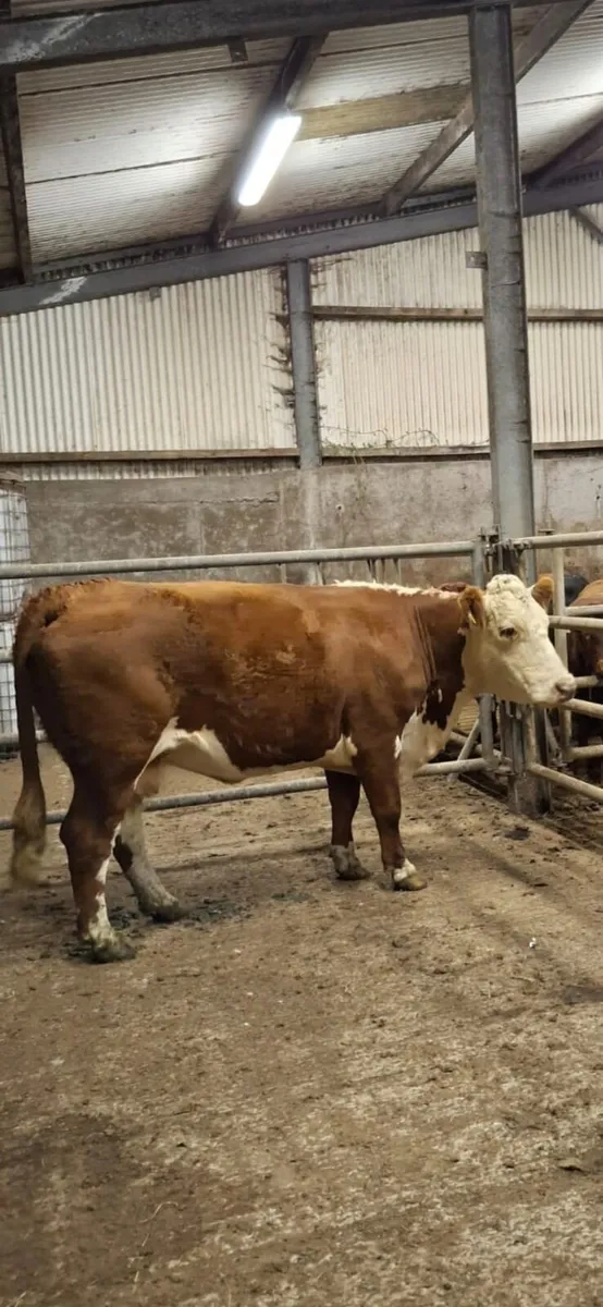 Purebred hereford cow - Image 3