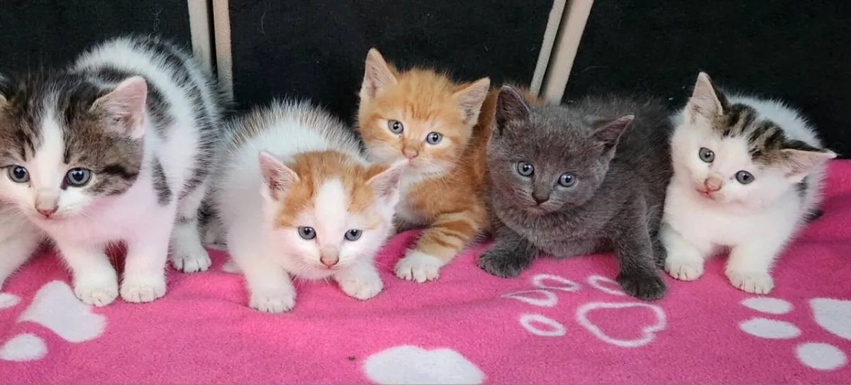 Kittens - Image 1